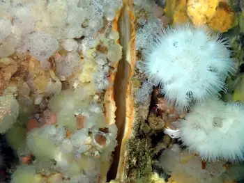 Rock Scallop