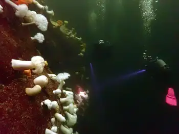 Divers