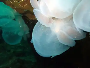 Hooded Nudibranchs
