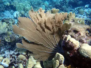 Coral