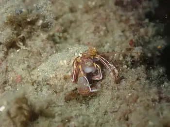 Widehand Hermit Crab