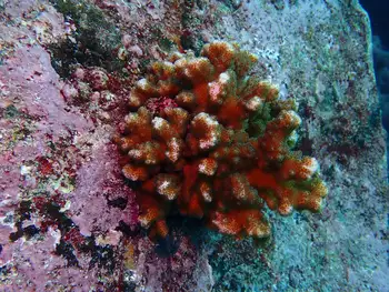 Pocillopora Coral