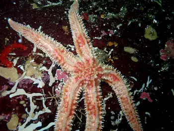 Rainbow Star