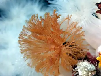 Feather Duster Worm