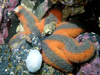Morning Sun Star