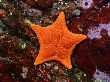 gunpowder star
