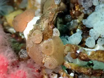 Longhorn Decorator Crab