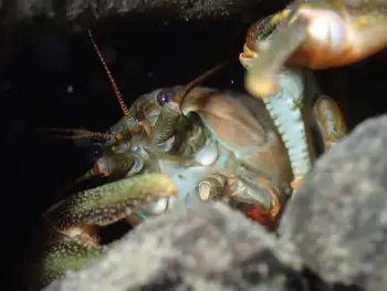 signal crawdad