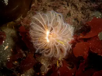 Feather Duster Worm