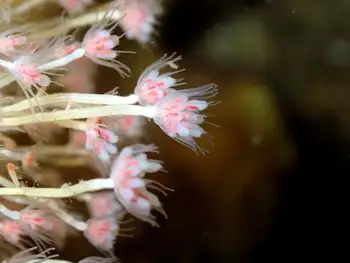 bushy pink mouth hydroid