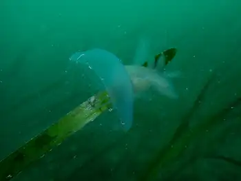 Hooded Nudibranch