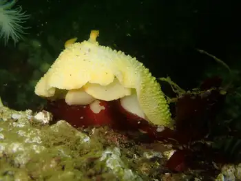 Noble Sea Lemon