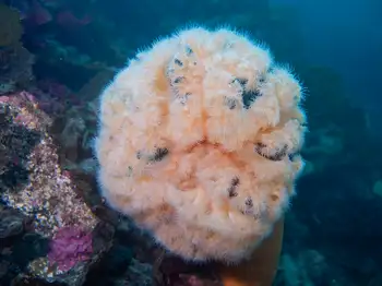 Metridium Anemone