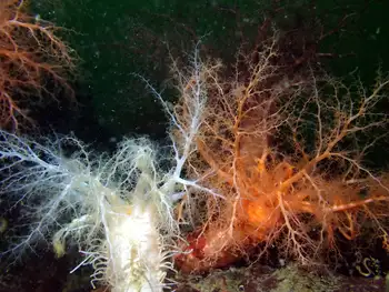 Pale Sea Cucumber