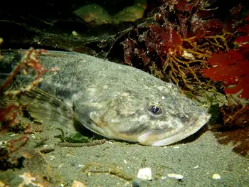 Pacific Staghorn Sculpin