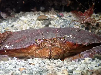 Red Rock Crab
