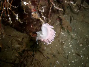 Red Flabellina Nudibranch