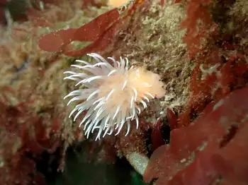 Tiny Orange Anemone