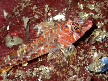 Longfin Sculpin