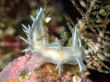 white dendronotid