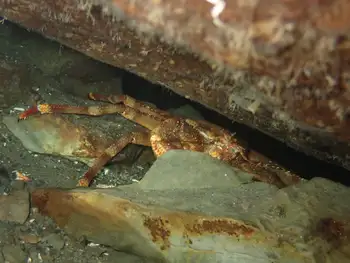 Scaled Crab