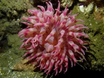 Painted Anemone