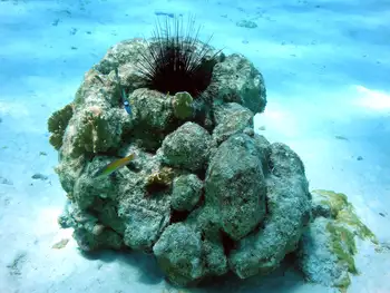 Black Sea Urchin