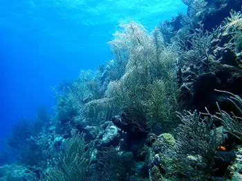 Coral