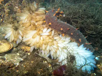 Eggs Opalescent Squid