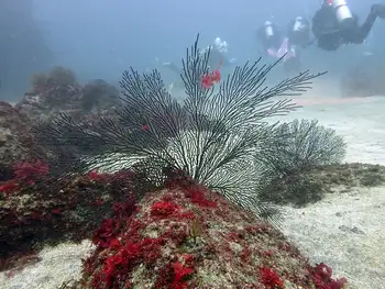 fan coral