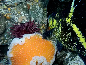 china rockfish