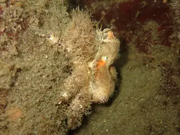 Rhinoceros Crab
