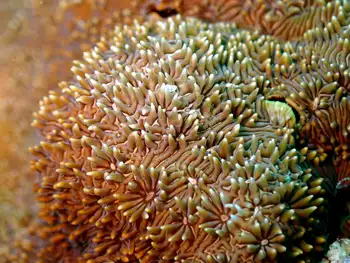 Coral