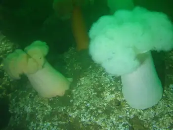 Metridium Anemones