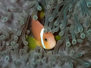 Magnificent Anemone