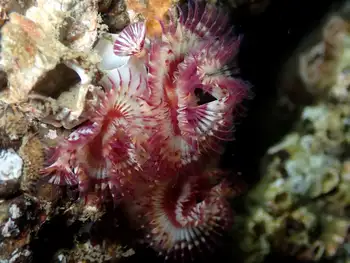 Red Trumpet Calcareous Tube Worms