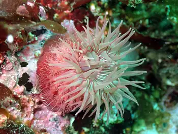 Proliferating Anemone