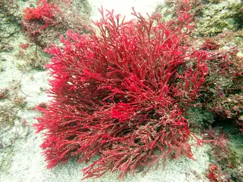 Algae
