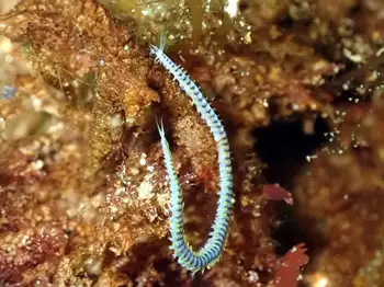 Bobbit Worm
