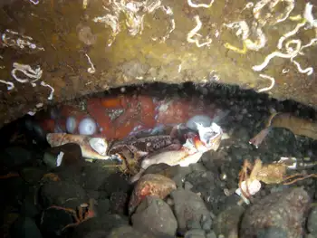 Giant Pacific Octopus