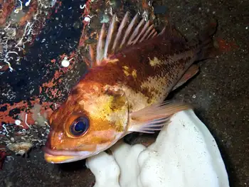 Copper Rockfish