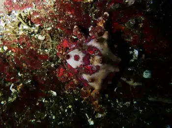 Juvenile Puget Sound King Crab