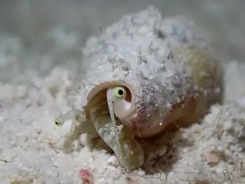 Snail