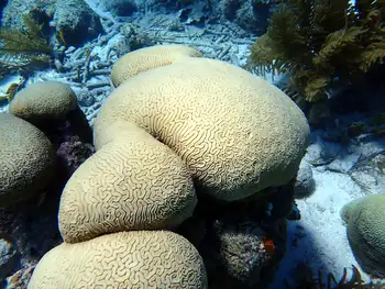 Coral
