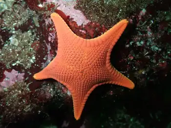 Vermilion Star