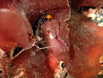Bobbit Worm
