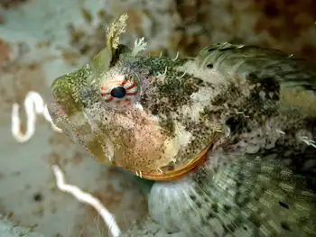 Scalyhead Sculpin