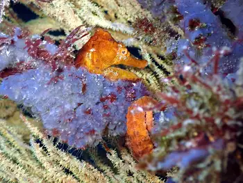 pacific seahorse