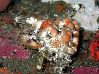 Heart Crab