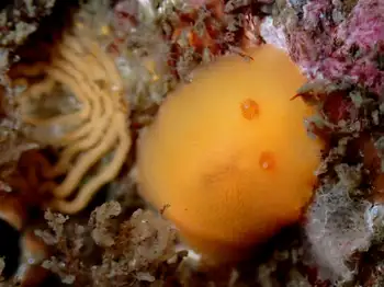 eggs red sponge dorid